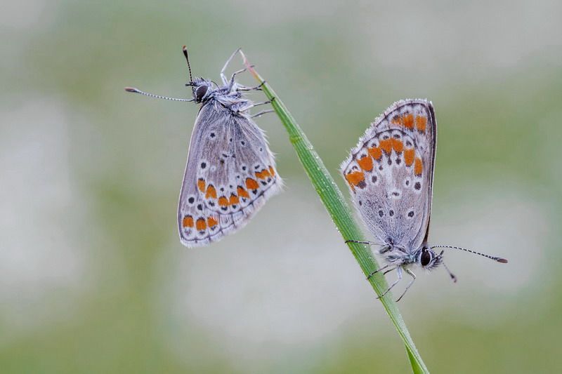Lycaenidae - Aricia agestis